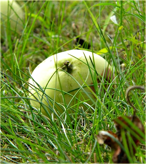 Jabłoń domowa Oliwka Żółta Malus domestica Oliwka Żółta