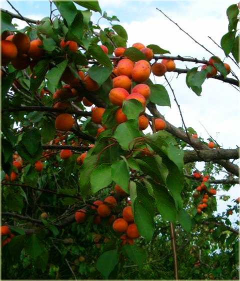 Morela pospolita Harcot Prunus armeniaca Harcot