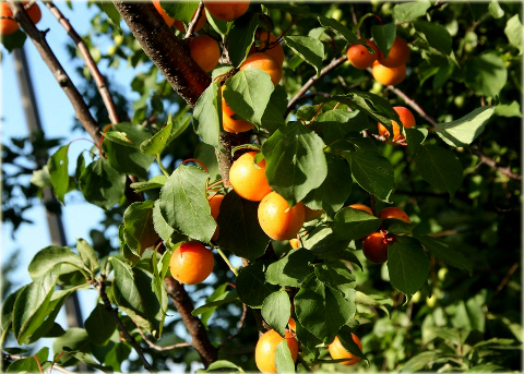Morela pospolita Somo Prunus armeniaca Somo