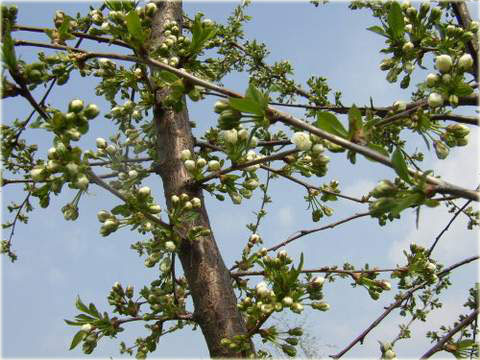 Wiśnia Groniasta z Ujfehertoi Prunus cerasus Groniasta z Ujfehertoi