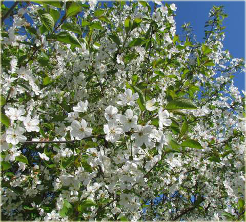 Wiśnia Pandy 103 Prunus cerasus Pandy 103