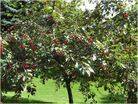 Wiśnia Pandy 103 Prunus cerasus Pandy 103