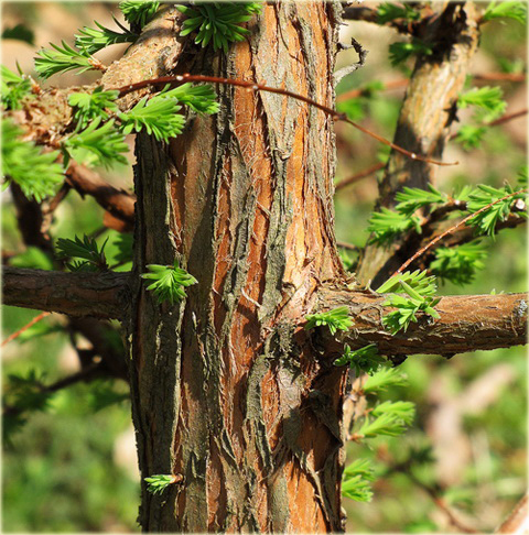 Metasekwoja chińska Metasequoia glyptostroboides