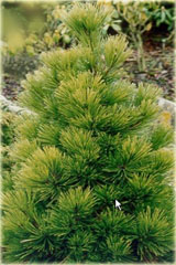 Sosna armanda Pinus armandii