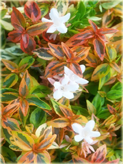 Abelia wielkokwiatowa Abelia grandiflora