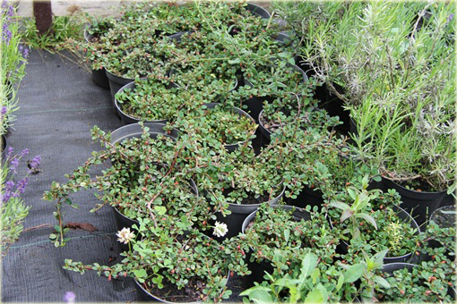 Irga płożąca Queen of Carpets Cotoneaster procumbens
