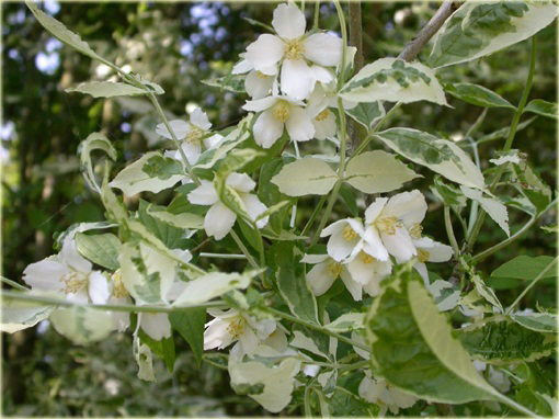 Jaśminowiec wonny Variegata Philadelphus coronarius variegata