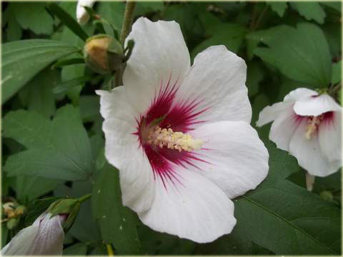 Ketmia syryjska Red Heart Hibiscus syriacus Red Heart