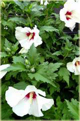 Ketmia syryjska Red Heart Hibiscus syriacus Red Heart