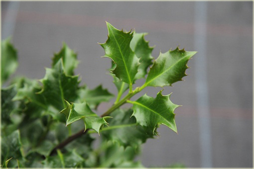 Ostrokrzew zwarty kolczasty Ilex aquifolium