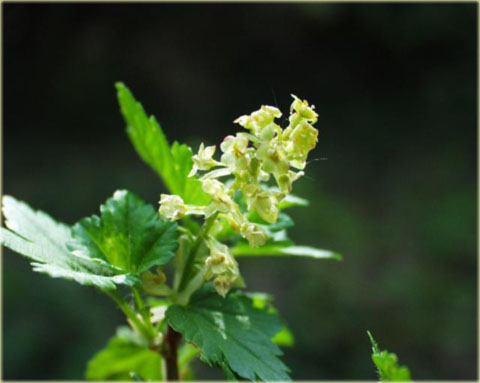 Porzeczka alpejska Ribes alpinum