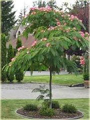 Albicja bonsai Albizia drzewo jedwabne