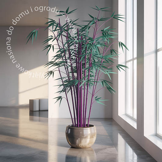 Bambus fioletowy Bamboo purple