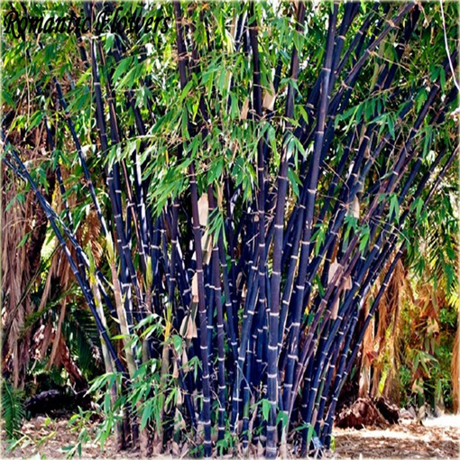 Bambus fioletowy