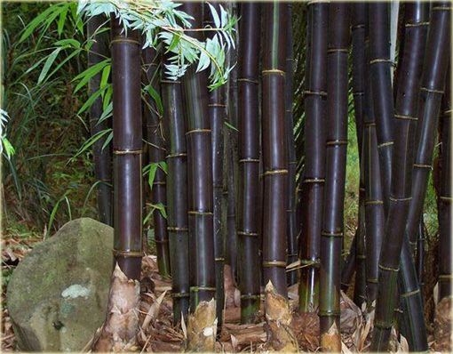 Bambus gigant czarny Lako
