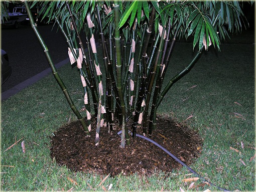 Bambus gigant czarny Lako