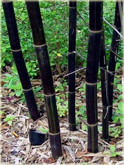 Bambus gigant czarny Lako

