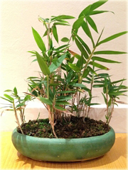 Bambus mini
