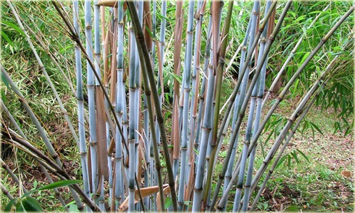 Bambus niebieski