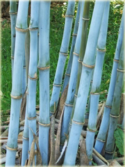 Bambus niebieski
