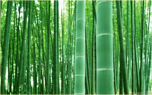 Bambus ogromny Mao