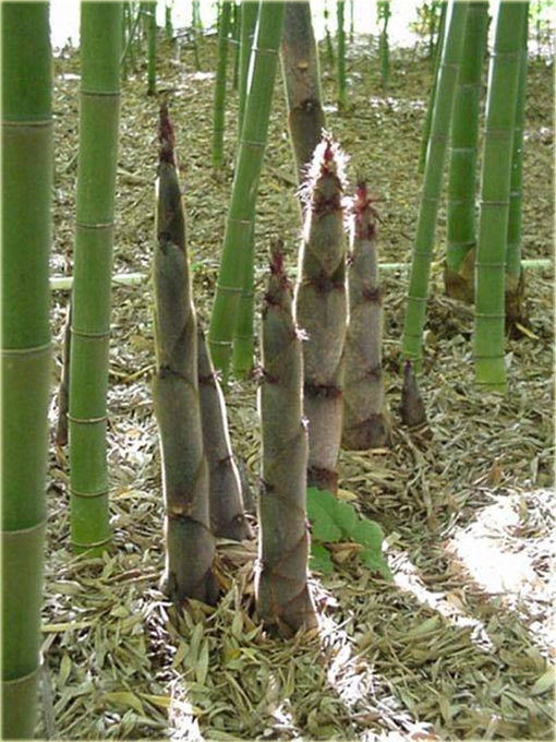 Bambus ogromny Mao