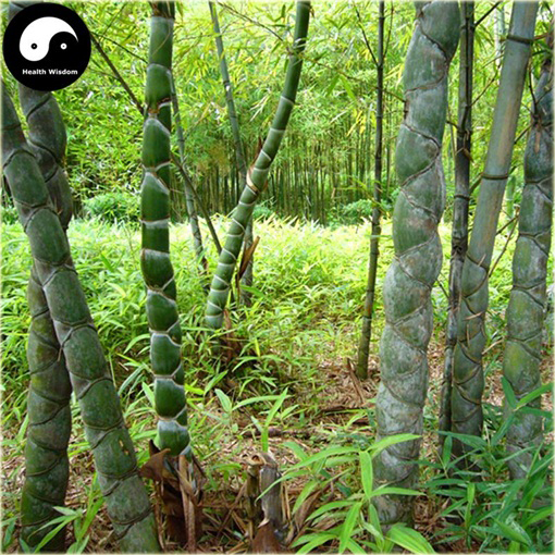 Bambus skrętny niezwykle rzadka odmiana