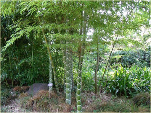 Bambus skrętny niezwykle rzadka odmiana