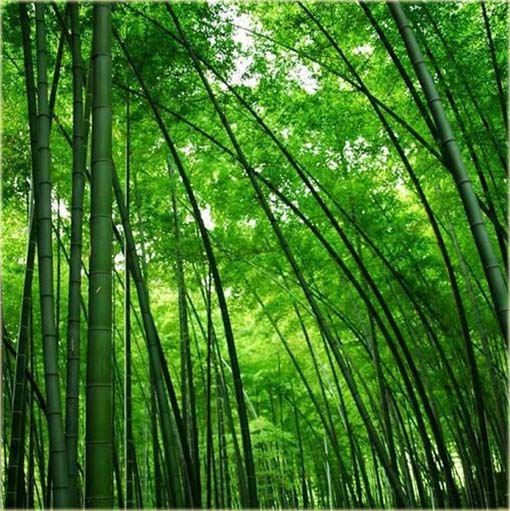 Bambus zielony łatworosnący