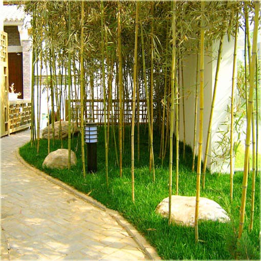 Bambus zielony łatworosnący