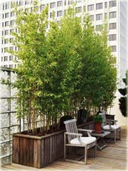 Bambus zielony łatworosnący
