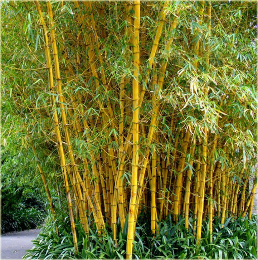 Bambus złoty Gold Bamboo