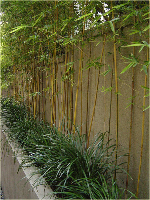 Bambus złoty Gold Bamboo