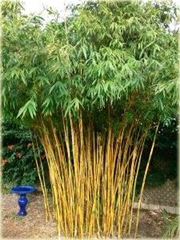 Bambus złoty Gold Bamboo
