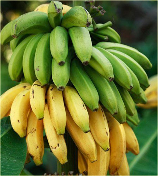 Banan domowy, bananowiec