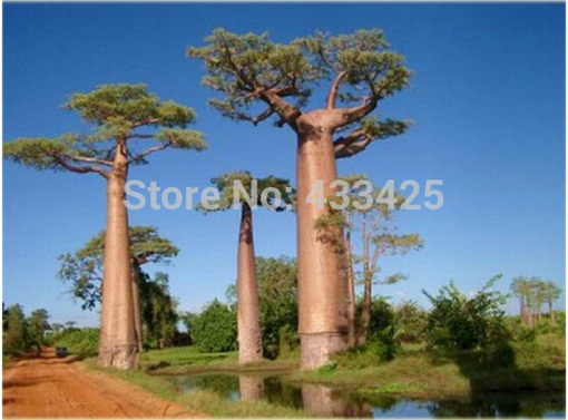 Baobab afrykański, palczara