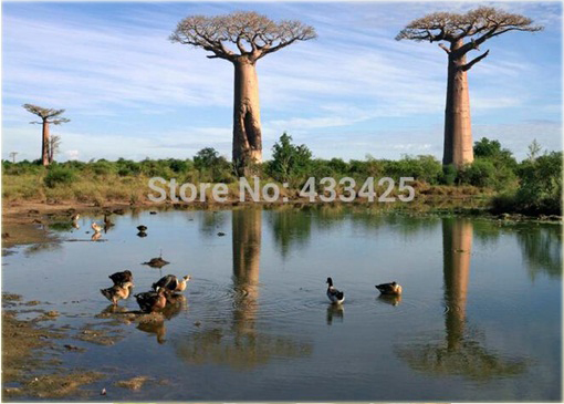 Baobab afrykański, palczara