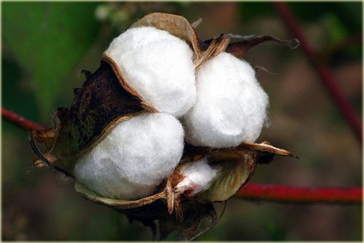 Bawełna, bawełnica - oryginał na plantację bawełny