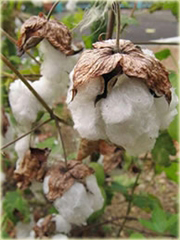 Bawełna, bawełnica - oryginał na plantację bawełny