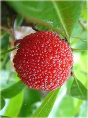 Bayberry Chińska truskawka, waxberry, Woskownica czerwona Morella rubra

