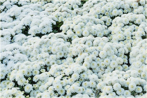 Chryzantema ogrodowa biała