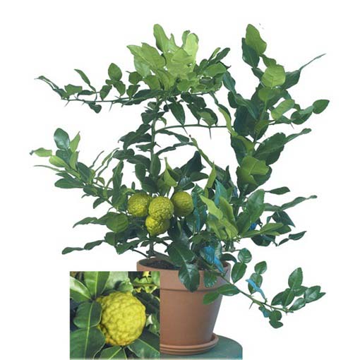 Cytryna karbowana Kaffir Lime