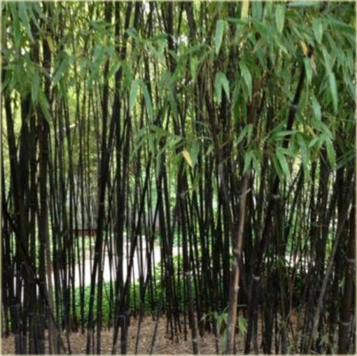 Czarny Bambus