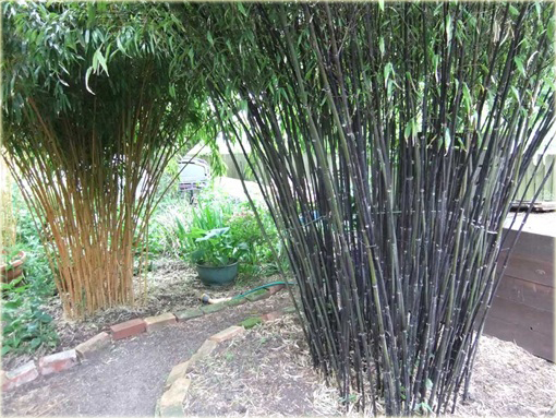 Czarny Bambus