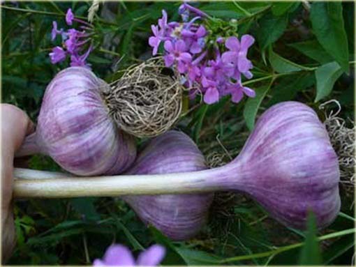 Czosnek fioletowy jadalny naturalny antybiotyk  Allium sativum