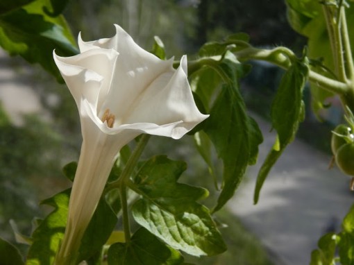 Nasiona Bieluń datura biała, Datura stramonium, Bieluń dziędzierzawa, Brugmansia Arborea Alba