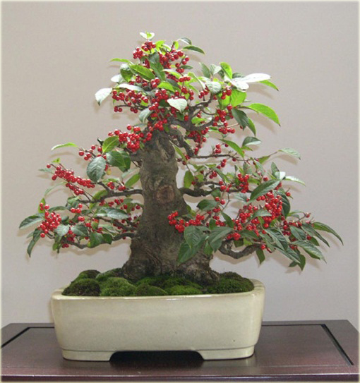 Drzewo koral bonsai