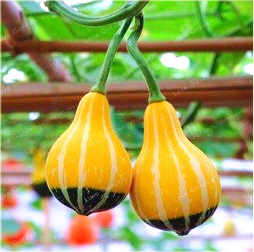 Dynia żarówka żółto-zielona ozdobna