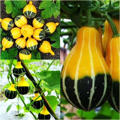 Dynia żarówka żółto-zielona ozdobna