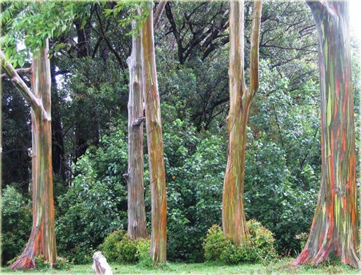 Eukaliptus tęczowy